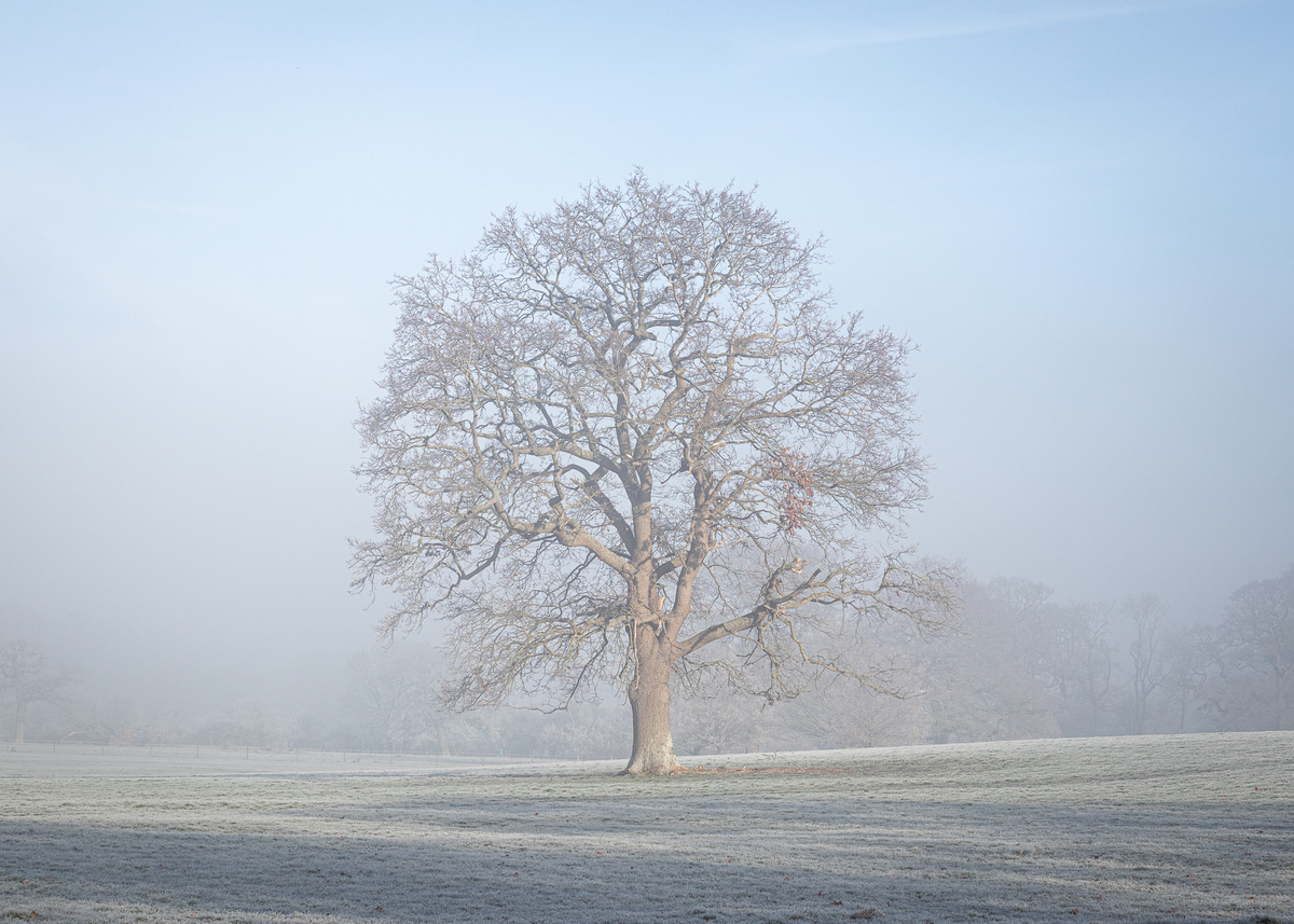 Frosty Foggy Tree